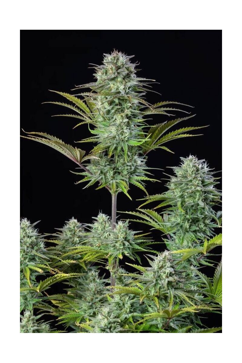 Kosher Cake auto, Фасовка: 10, изображение 5